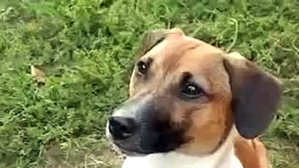 ПЕС СКАЗАЛ МАМА !!! ПРИКОЛ ! Ultimate Funny Dog Videos Compilation 2014 [NEW]