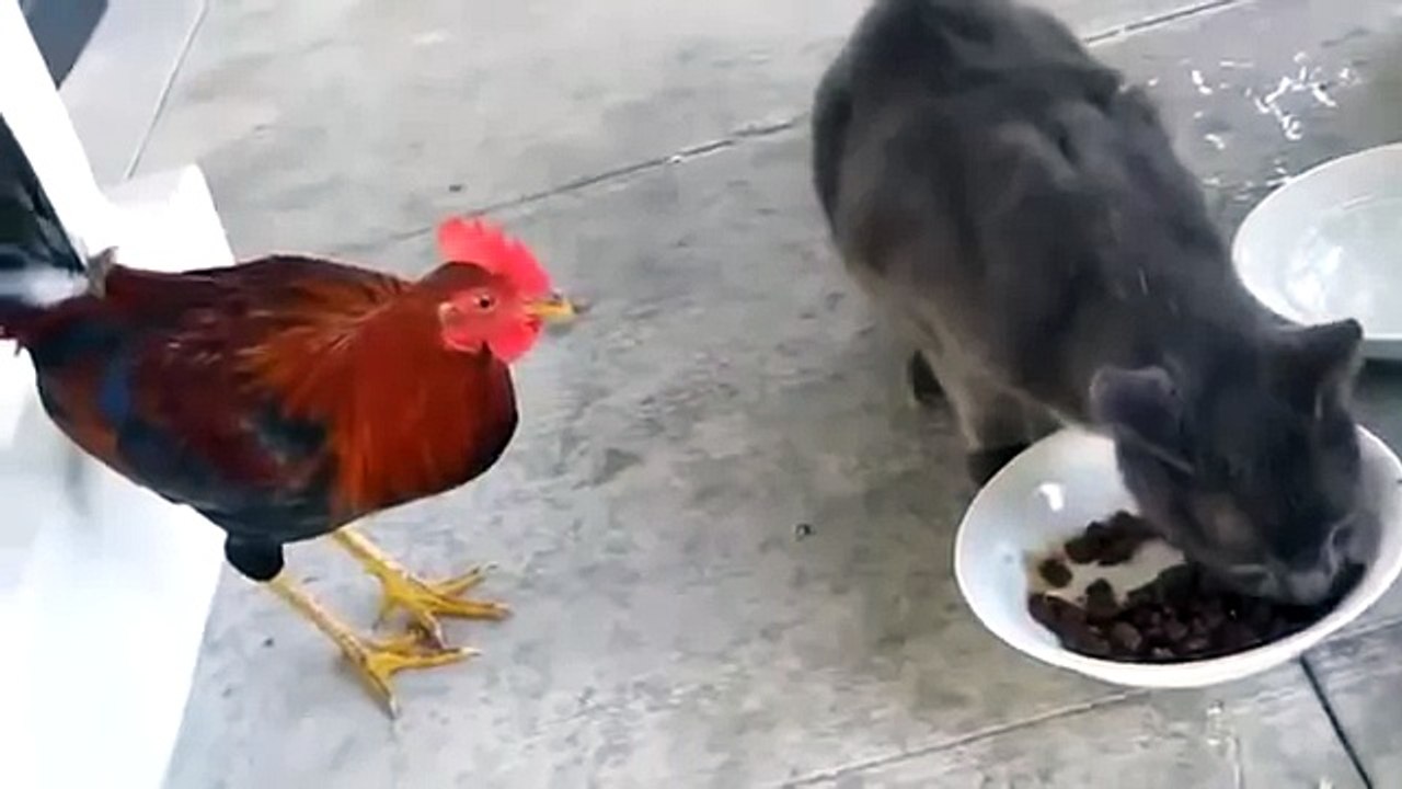 ПЕТУХ ВЫПРОСИЛ ПЛЮХУ ОТ КОТА  ! ПРИКОЛ ! FUNNY VIDEOS Funny Cats Compilation2014 [NEW HD]