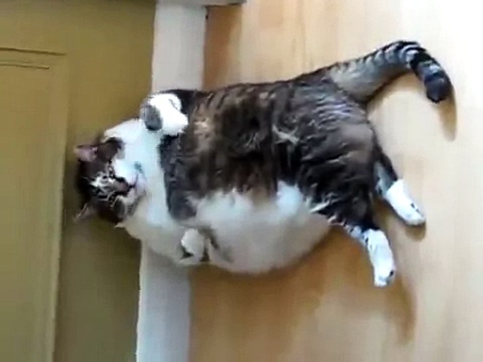 КОТ ТОЛСТЯК НЕ МОЖЕТ ВСТАТЬ ! FUNNY VIDEOS Funny Cats Compilation2014 [NEW HD]