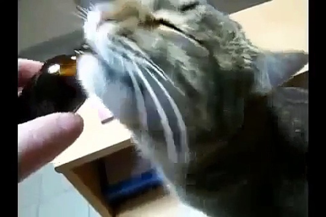 КОТ+ВАЛЕРЬЯНКА=РЖАЧ ! FUNNY VIDEOS Funny Cats Compilation2014 [NEW HD]