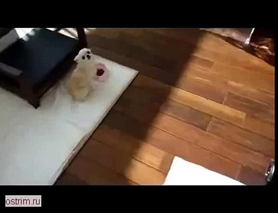 РЖАЧНАЯ ЛАСКОВАЯ СОБАЧКА ! КЛАСС 2014 ! Ultimate Funny Dog Videos Compilation 2014 [NEW]