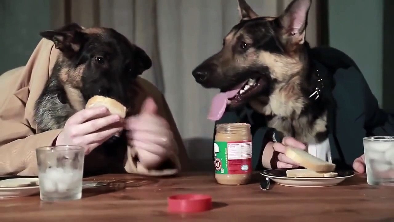 Самый отпадный ролик с собаками 2014 класс!! Ultimate Funny Dog Videos Compilation 2014 [NEW]