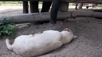 СЛОН ОРЕТ С СОБАКИ ! КЛАСС ! Ultimate Funny Dog Videos Compilation 2014 [NEW]