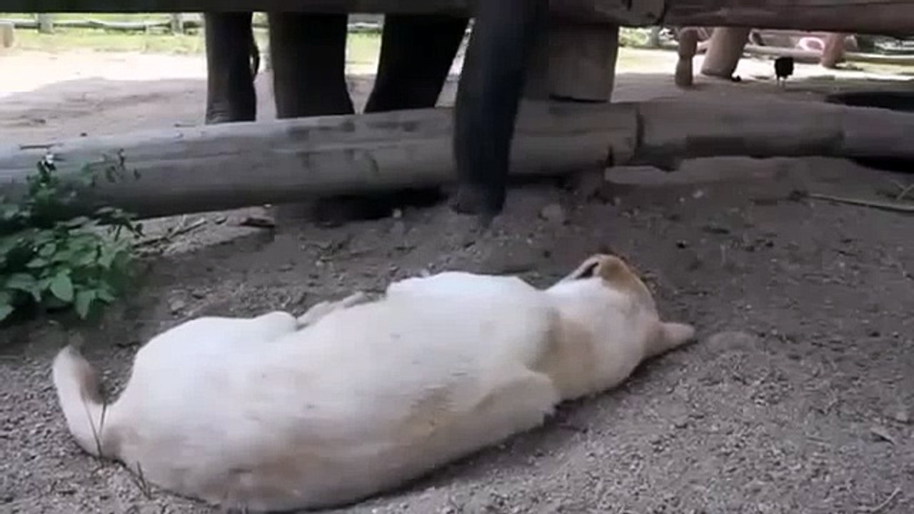 СЛОН ОРЕТ С СОБАКИ ! КЛАСС ! Ultimate Funny Dog Videos Compilation 2014 [NEW]