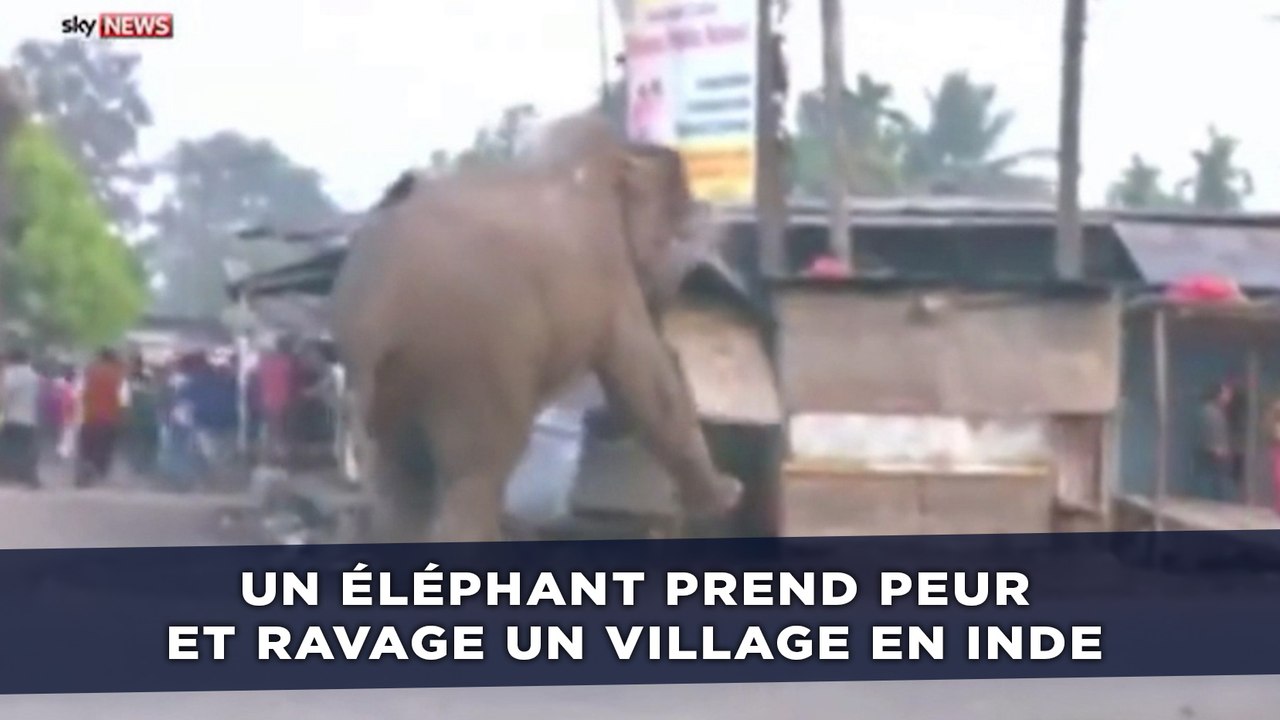 Un éléphant détruit une centaine d'habitations dans un village en Inde