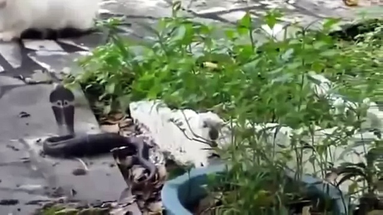 СМЕЛЫЙ КОТ ПРОТИВ КОРОЛЕВСКОЙ КОБРЫ !