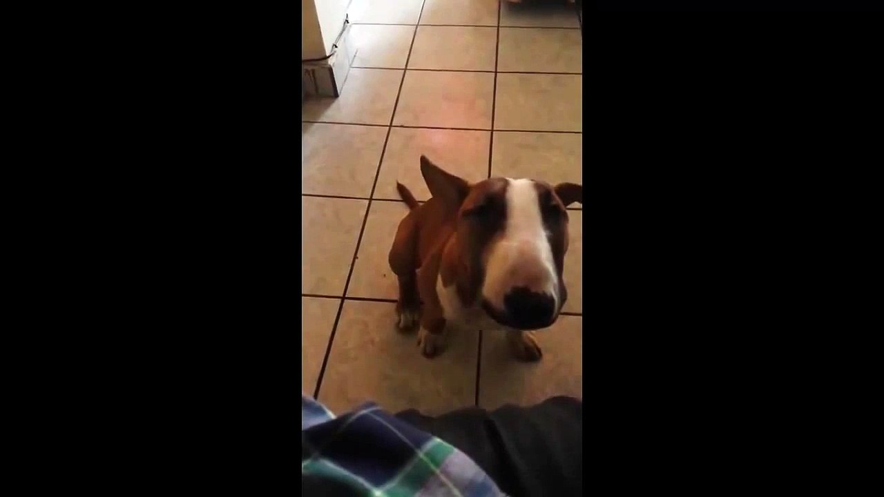 Dog says mama