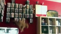 КЛАССНАЯ нарезка смешных котячих видео !!!! FUNNY VIDEOS Funny Cats