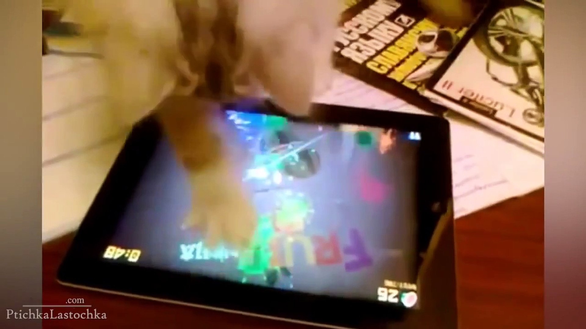 ⁣ЧУДНЫЕ, ЗАБАВНЫЕ ЖИВОТНЫЕ 2014 ! КЛАСС ! FUNNY VIDEOS Funny Cats Compilation2014 [NEW HD]