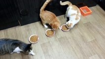 Прикол полный ! Очень жадный кот ! FUNNY VIDEOS Funny Cats Compilation2014 [NEW HD]
