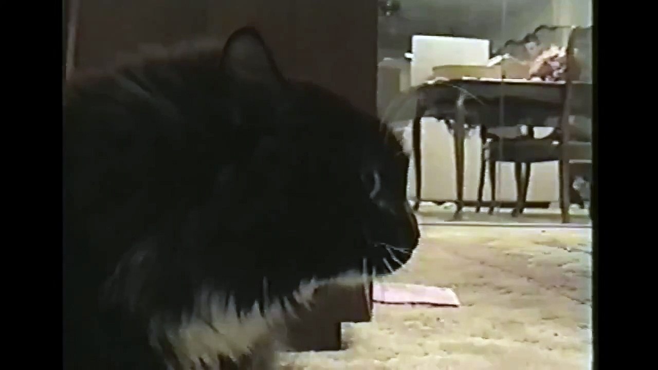 РЕАЛЬНО ПЬЯНЫЙ ГОВОРЯЩИЙ КОТ !!! ФАНТАСТИКА !!!