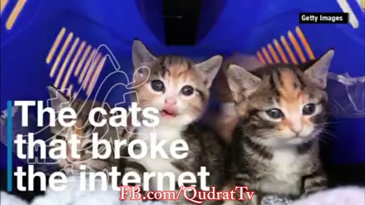 From Lil Bub to The Official Grumpy Cat, these cats aren't just pets. They're.