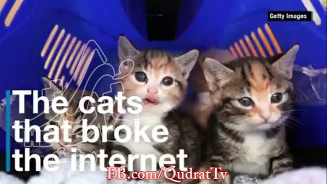 From Lil Bub to The Official Grumpy Cat, these cats aren't just pets. They're.