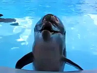 WhatsApp Videos  Crazy Loughing Dolphin