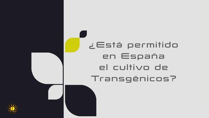 ¿Está permitido en España el cultivo de Transgénicos?