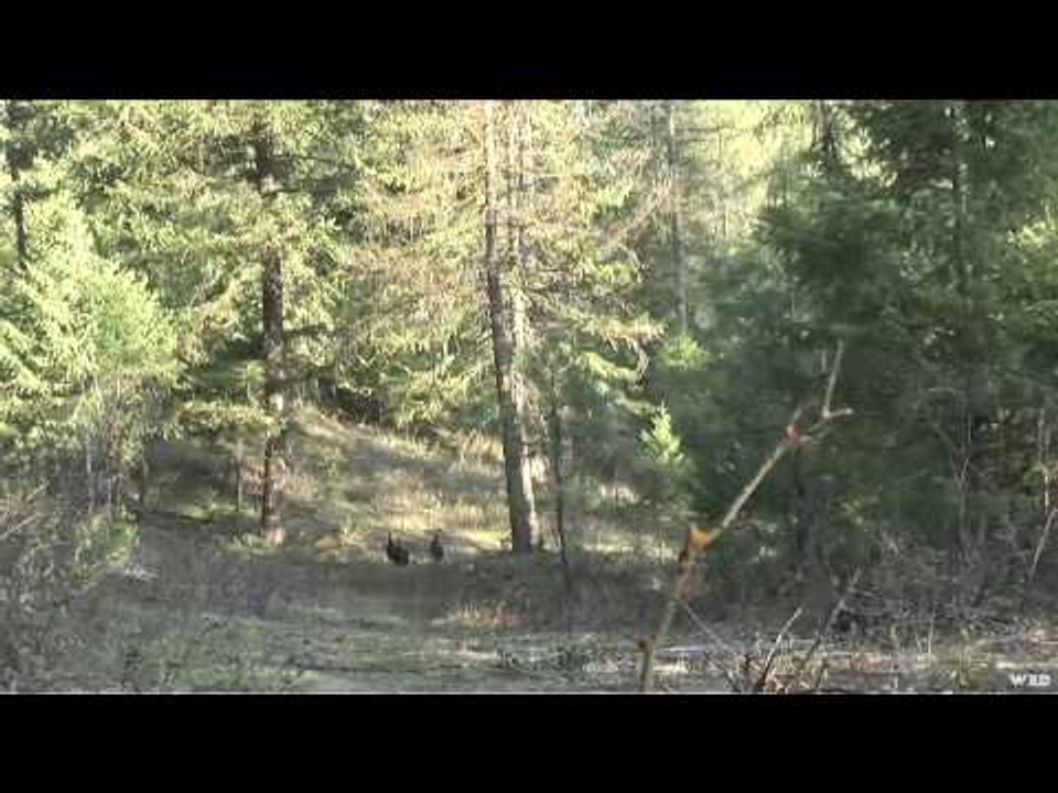 M2D Camos Livin the Dream - Washington Turkey Hunt