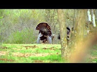 Primos  The Truth About Hunting - Turkeys in Oklahoma