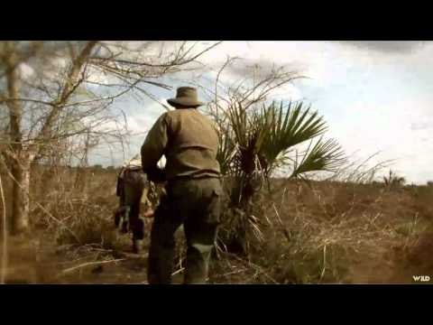 Aim On Africa - Plains Game and Cape Buffalo