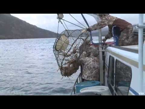 MOJOs Coming to the Call - The Kodiak Challenge Part 2