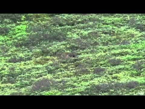 Wild Sheep Foundations Hittin the Outdoors - Magnanimous Moose