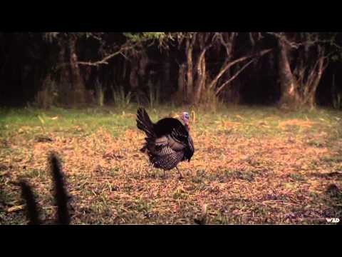 Cabelas Ultimate Adventures - Big Whitetails of Ontario