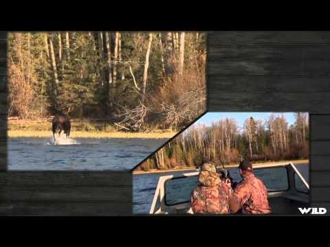 Hunting Canada and Beyond - BC Moose