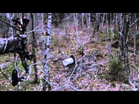 North American Safari - New Brunswick Bear