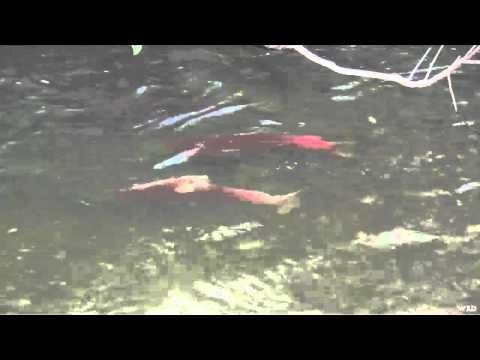 Wild Sheep Foundations Hittin the Outdoors - Big Brown Bear