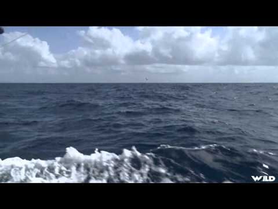 Fish TV - Antigua