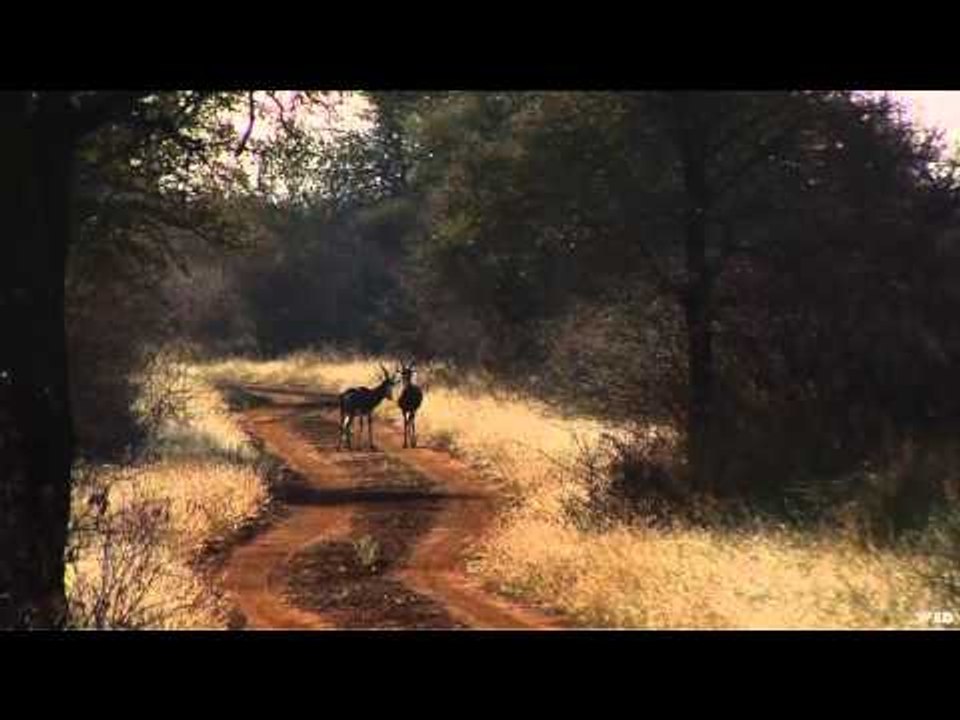 Northwest Hunter - Buffelspan Safari Part 3