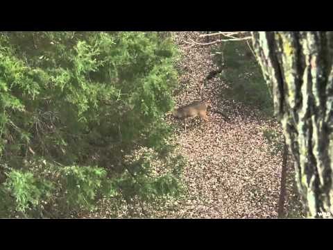Noslers Magnum TV - Magnum Whitetails 2012