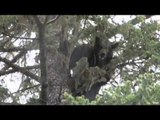 Outdoor Quest TV - British Columbia Black Bear and Sturgeon