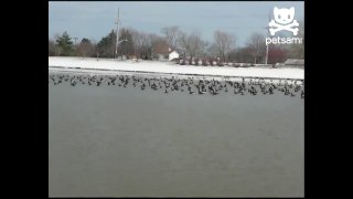 The Silence Of The Geese | AFV