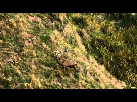 Cabelas Ultimate Adventures - New Zealand Big Game