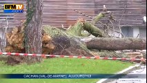 Dans le Val-de-Marne, la chute d'un arbre fait deux blessés