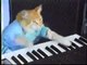 СУПЕР КОТ отжигает на синтезаторе ! СМЕШНО ! FUNNY VIDEOS Funny Cats