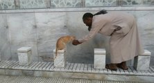 Un chat demande à boire à un homme devant une mosquée