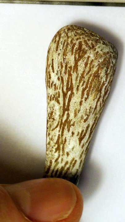fossil bone or some weird stone ?