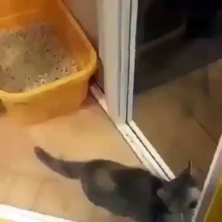Cat beautiful dance