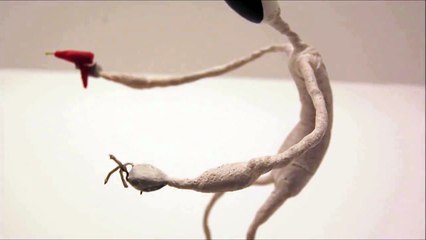 +- Experimental Stop Motion & Animation!