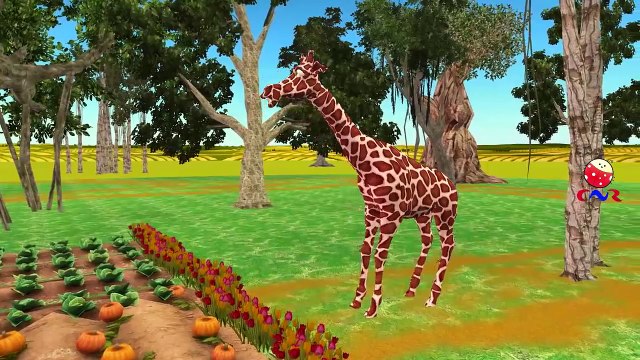 Finger Family Giraffe | ChuChu TV Animal Finger Family Nursery Rhymes Songs For Children