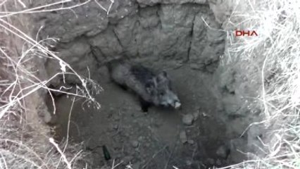 Suşehri - Kuyuya Düşen Yavru Domuzu Belediye Ekipleri Kurtardı