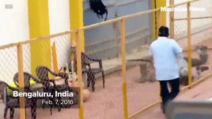 Leopard attacks in Bengaluru school