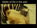 Vidéos surpris tout le monde: lionel rzèbre noie un lion, un zèbre noie un lion,lion attaque, lion vs rzèbre, lion attaque rzèbre, lion attaque chasseur, a lion roaring, lion bad, lion contre rzèbre, lion d'afrique, lion roi,