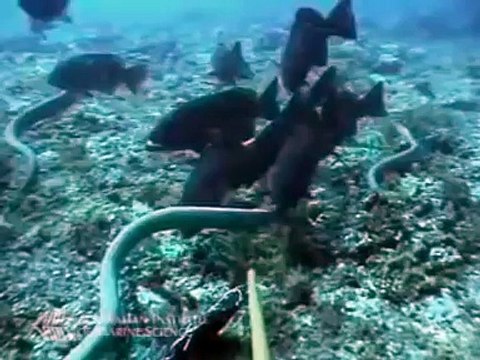 Angry Shark Attack Sea Snake - 뱀 대 상어 - Shark Attack морская змея- video HD