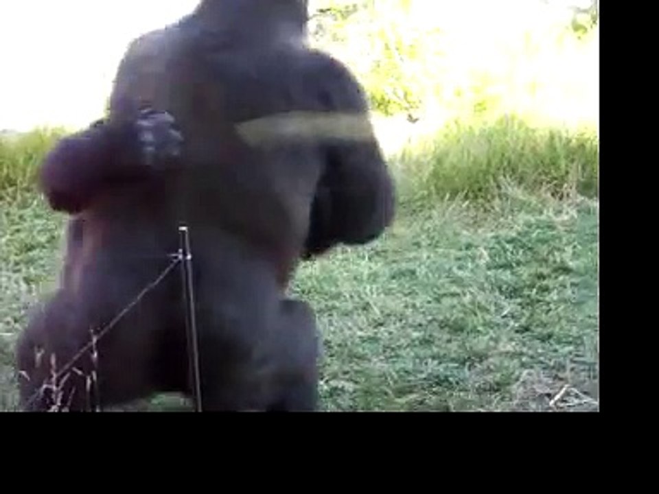Gorilla Fight