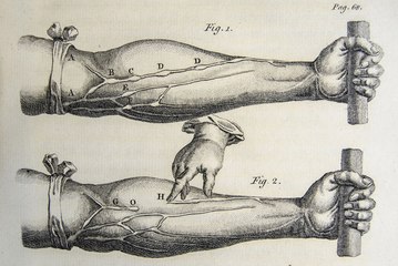 Как растут мышцы