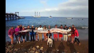 Giant oarfish -Video of 18 ft sea serpent; unidentified creature or monster oarfish in California!