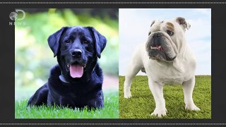 How Are New Dog Breeds Created