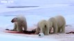 Polar Bears: Spy on the Ice Trailer